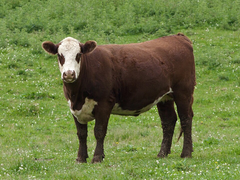 Cattle Ranchers Oppose Increased Beef Imports Amid Rising Prices and Tech Innovations
