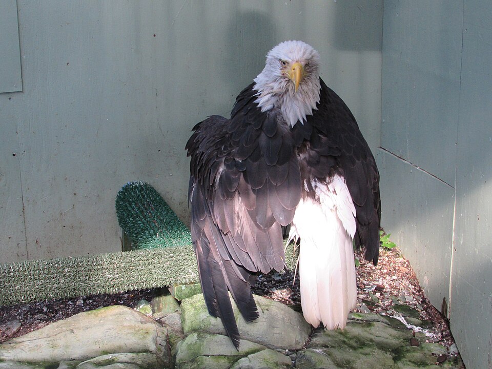 Injured Bald Eagle Believed to Be Jackie Rescued Near Big Bear Lake