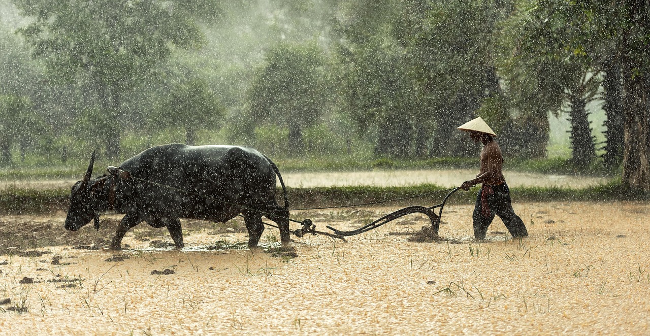 El Niño to Increase Global Food Insecurity, Affecting 50 Million by 2028